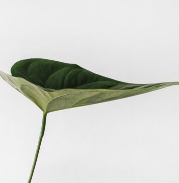 5Rs and Sustainability through Artificial Intelligence